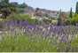 Cykelferie 8001: Provence 3